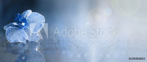 AdobeStock 135493653 Preview