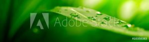 AdobeStock 10358383 Preview