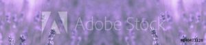 AdobeStock 140477128 Preview