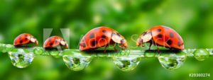 AdobeStock 29360274 Preview
