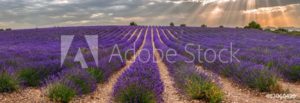 AdobeStock 63060499 Preview1